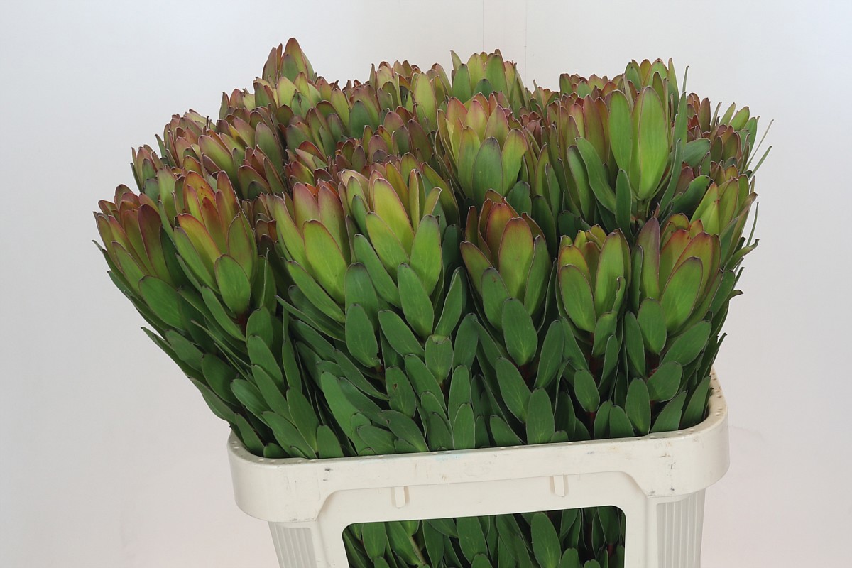 Леукадендрон Сафари Голдстрайк 80 (зел.), шт.