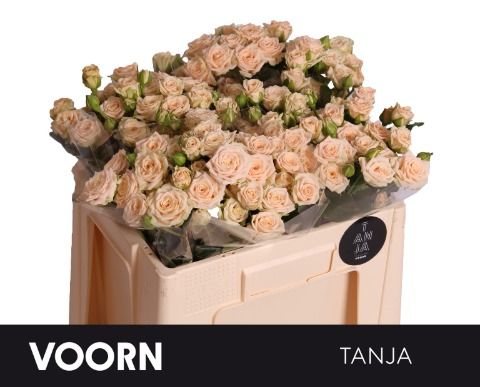 Роза куст. Таня 50, шт.