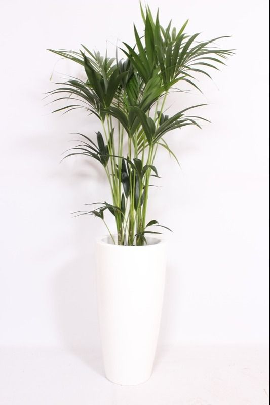 Howea Forsteriana in Santorini pot "wit", D 33