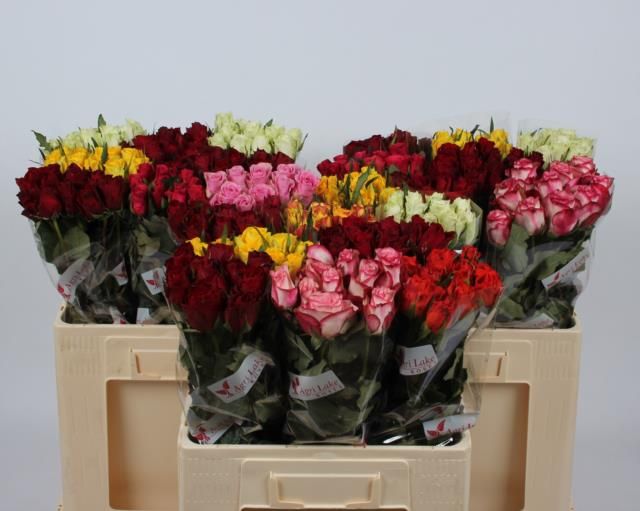 Роза од. KL Микс в баке 60, шт.