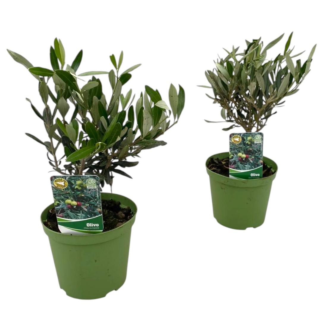 Olea europaea "mini stam", D 12