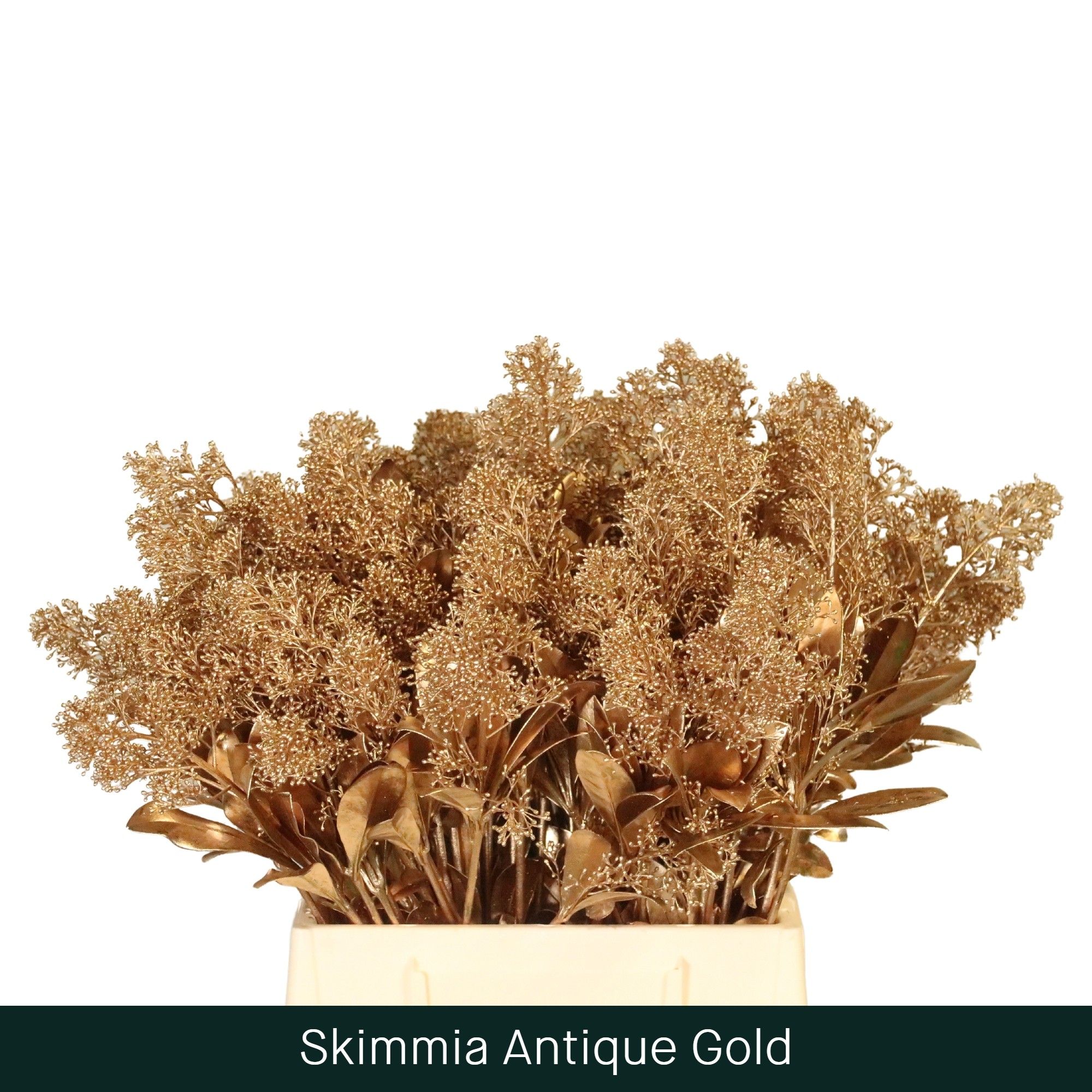 Скимия Овериг крашеный за пучок (краш. ) 45, пуч.