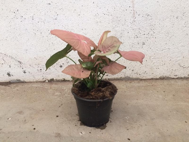SYNGONIUM PODOPHYLLUM 'NEON', D 12 cm