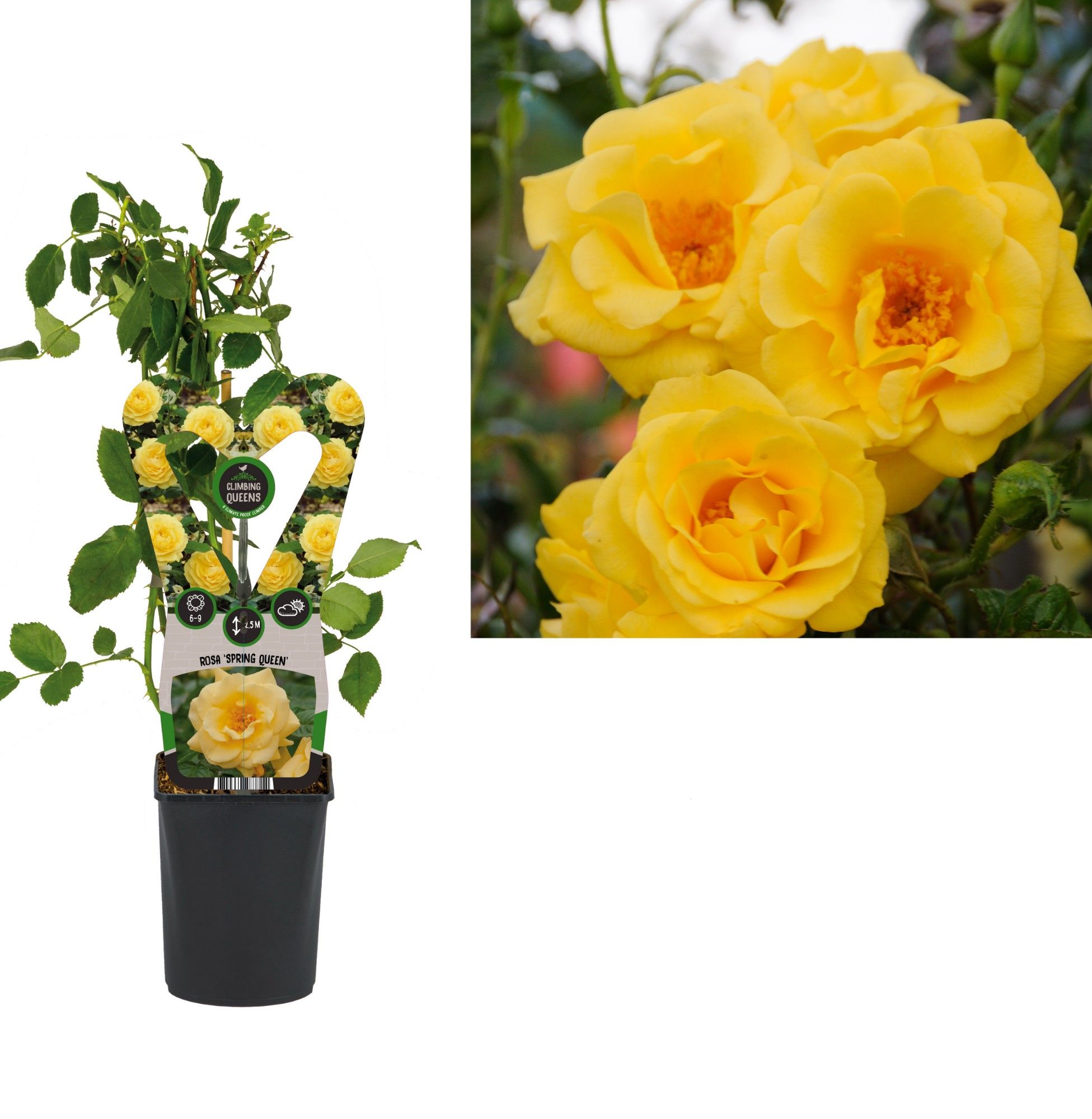 Rosa 'Spring Queen' +3.0 label, D 11