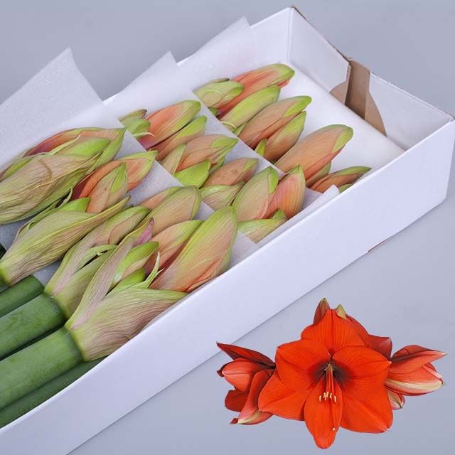 Амарилис Горизон (оранж.) x12, шт.