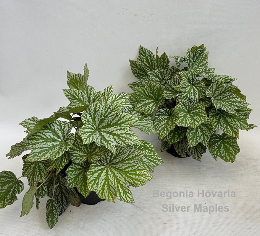 Begonia Hovaria Silver Maples 14cm, D 14 cm
