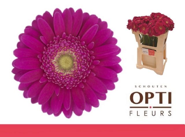 Гермини Эйрплэй, шт.