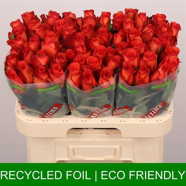 Роза од. Метеор 60, шт.