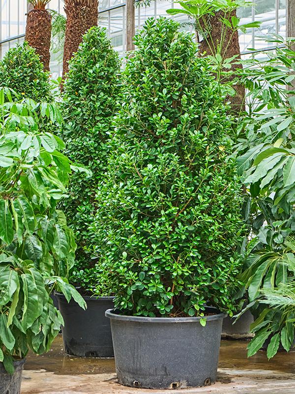 Ficus microcarpa 'Moclame', D 96