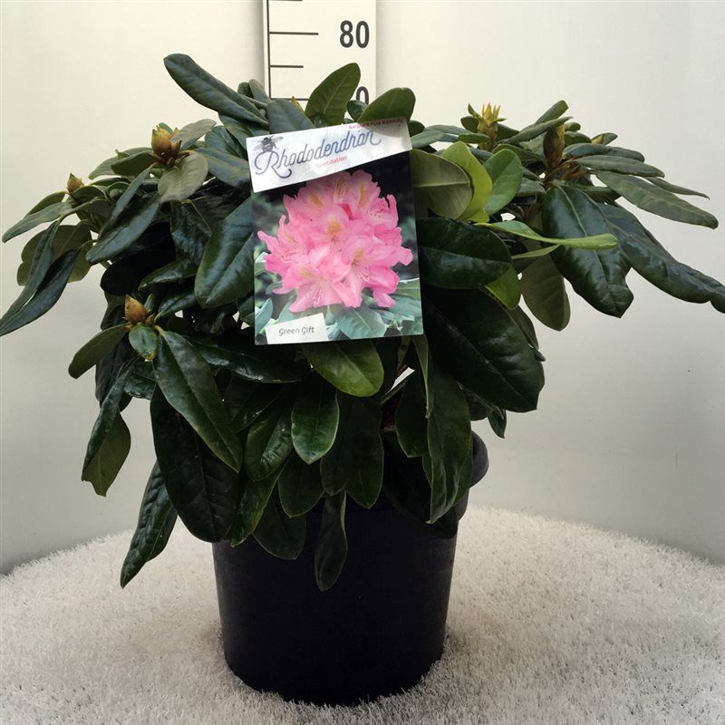 Rhodo. 'Scintillation' pink, D 37
