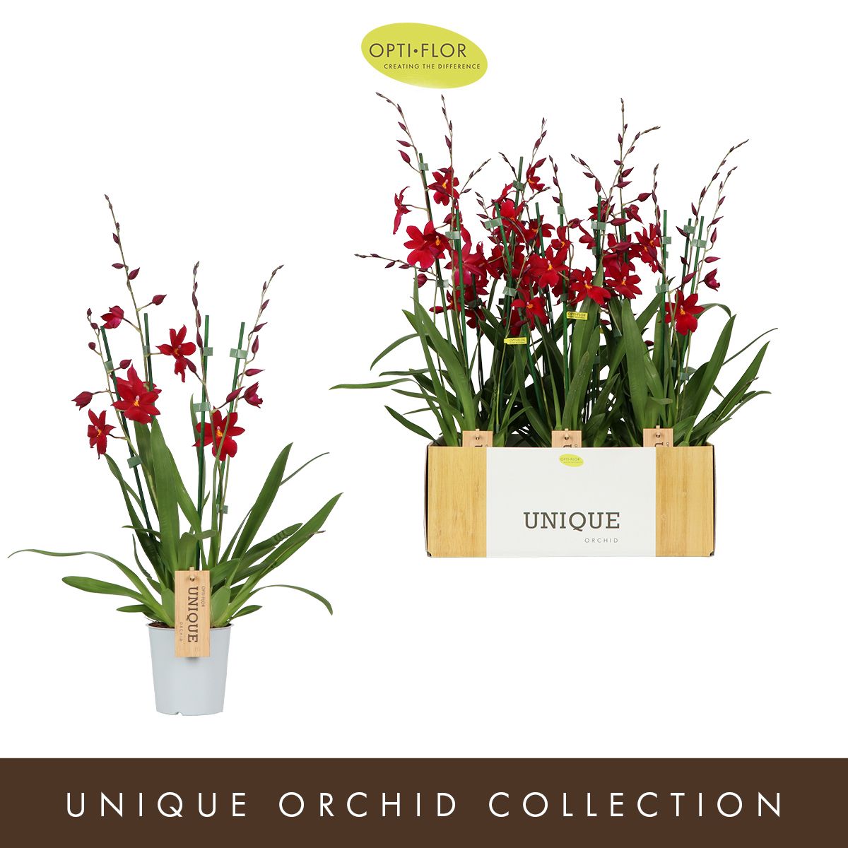 Nelly Isler Red Velvet 3 spike, D 12 cm