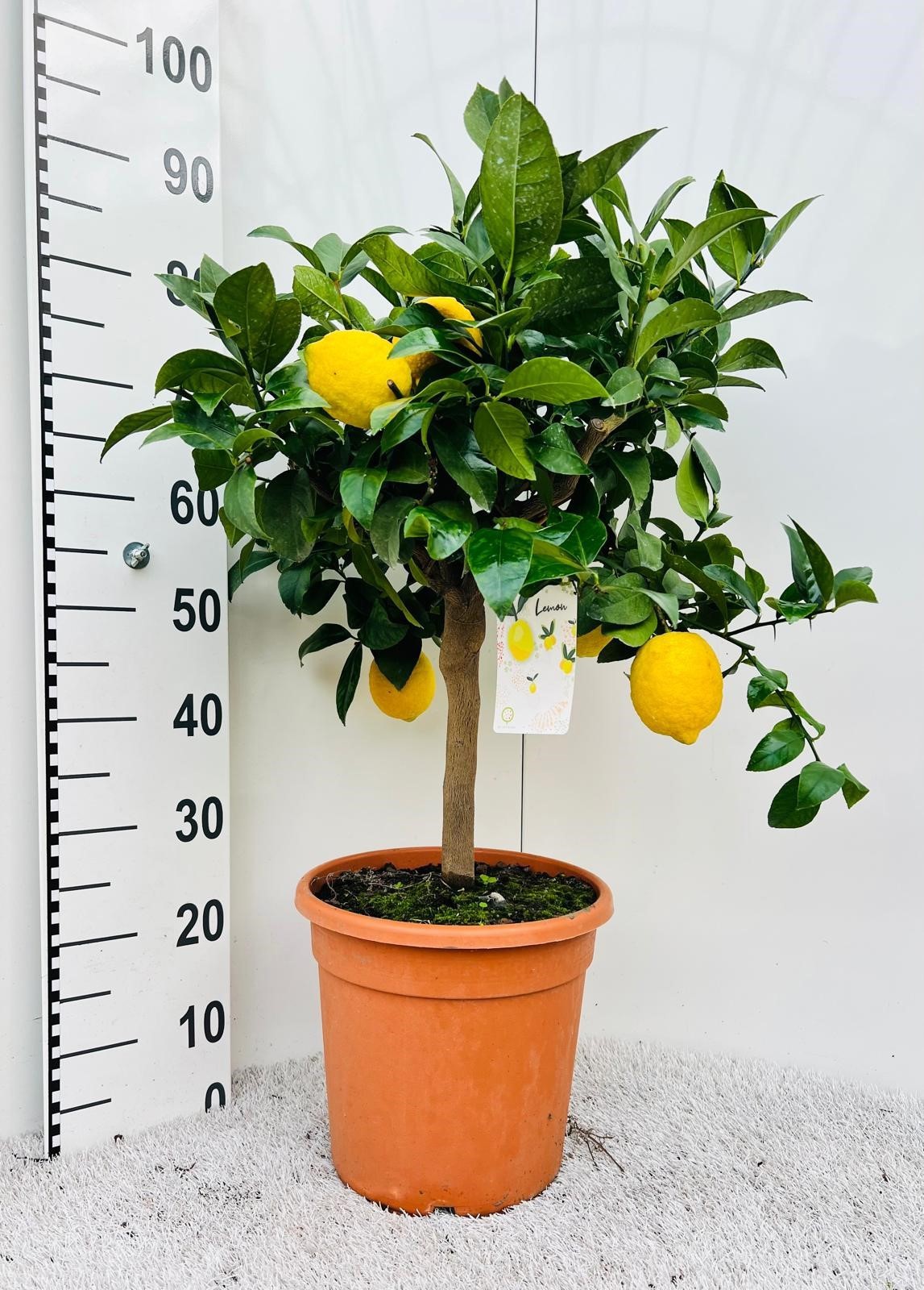 Citrus limone Lemon bush/stem, D 28