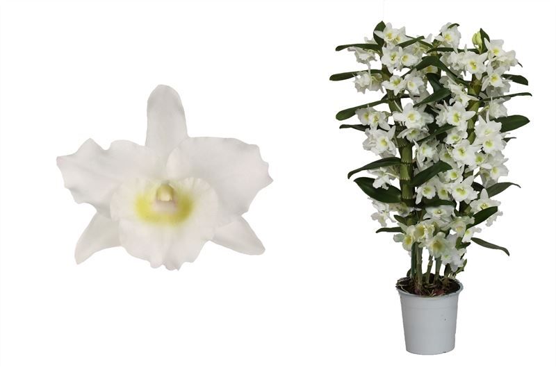 Dendr Nobile p12 Apollon 3T24+tros regular, D 12