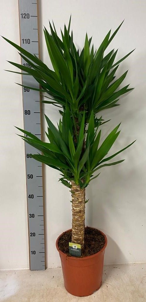 Yucca Elephantipes 2 stam 75/45 P24cm, D 24