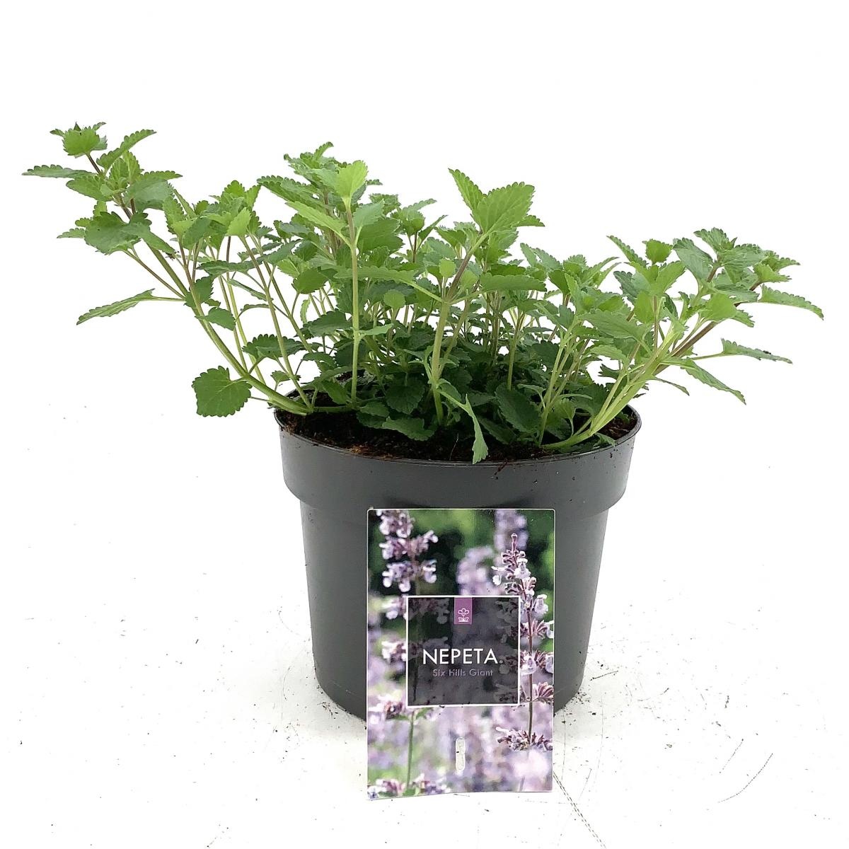 Nepeta 'Six Hills Giant', D 17 cm