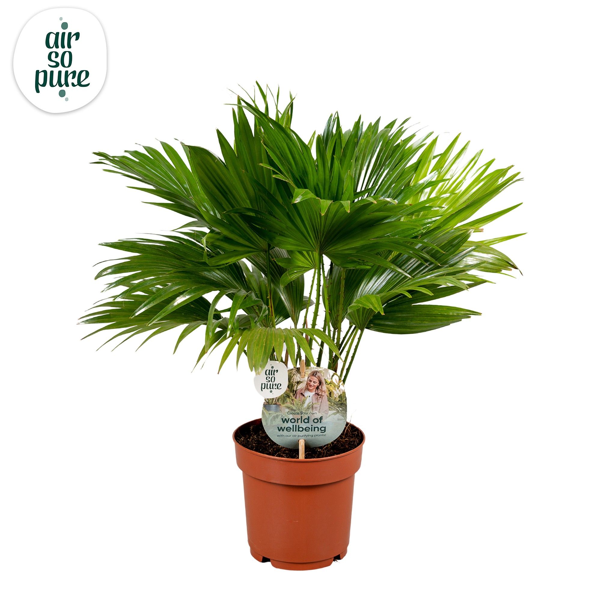 Livistona rotundifolia 14cm"Disc Etiket Air So Pure, D 14 cm Livistona rotundifolia 14cm"Disc Etiket Air So Pure, D 14 cm