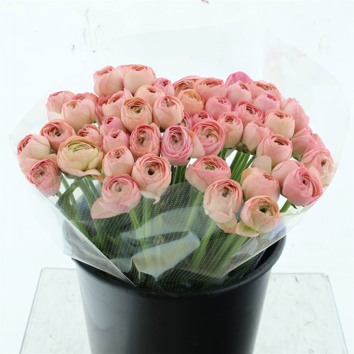 Ранункулус Саксесс Венере 45, шт.