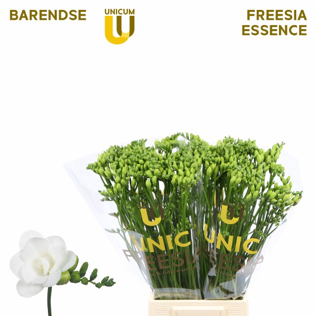 Фрезия дв. Вивре 50, шт.