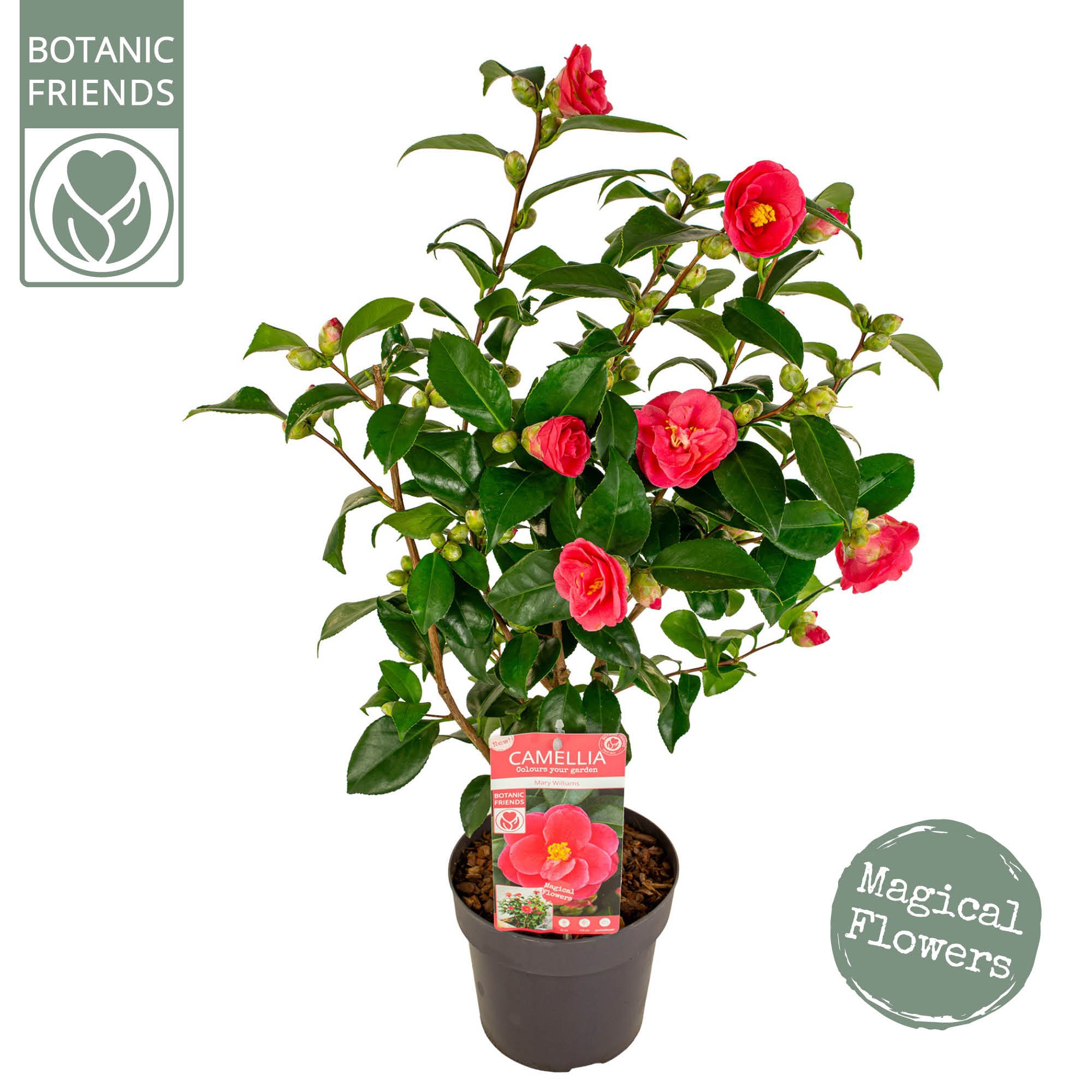 Camellia jap. 'Mary Williams' Premium, D 19