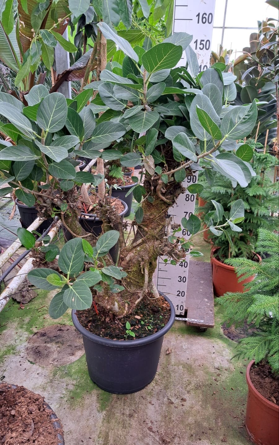 Ficus Beng. Audry vertakt XL, D 50