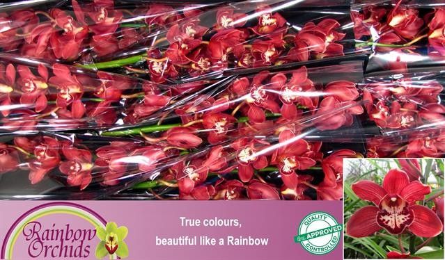 Цимбидиум Хэнни x9 60, шт.