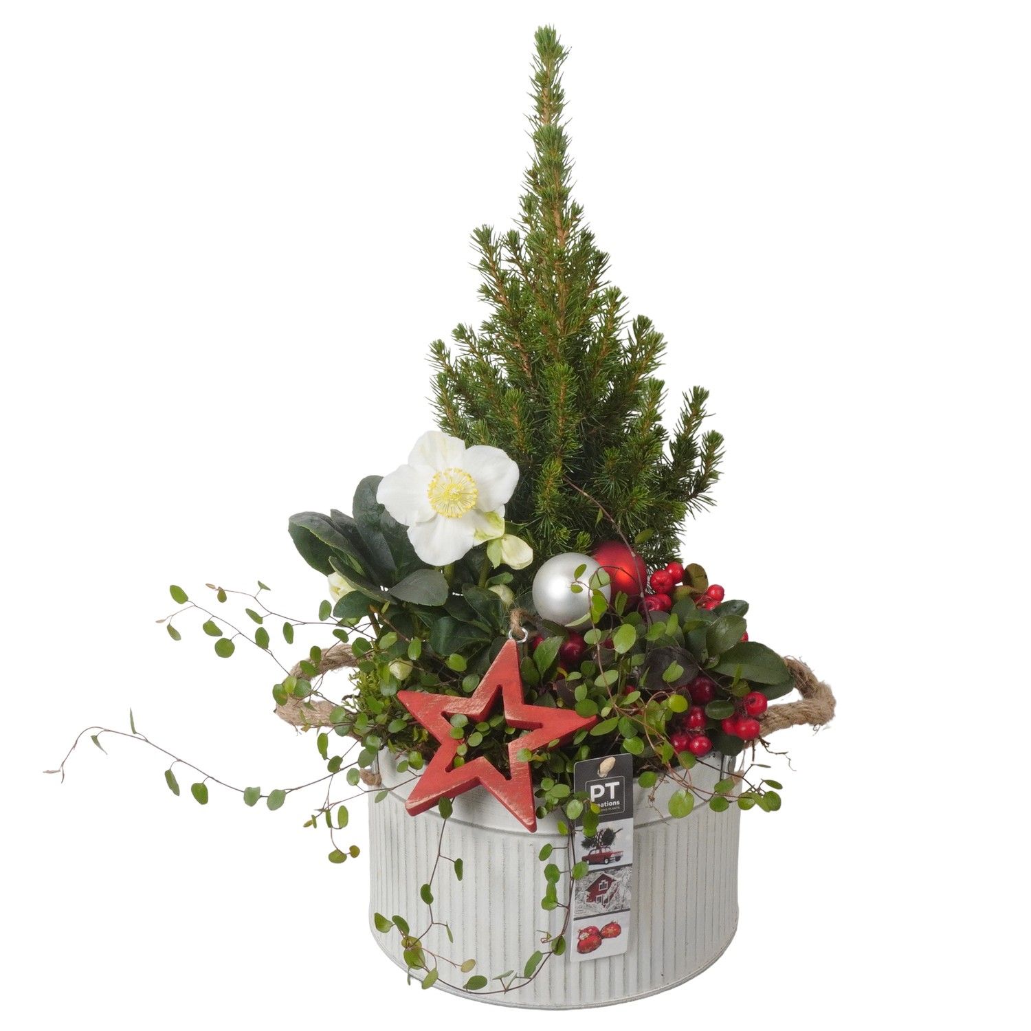 PTWO1946 Arrangement Winter Outdoor in metalen bak, D 21 cm PTWO1946 Arrangement Winter Outdoor in metalen bak, D 21 cm