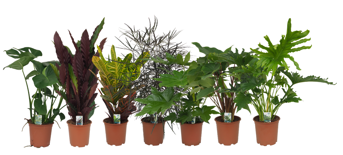Mix 1 (Monstera, Calathea Rufibarba, Croton, Dizygotheca, Fatsia, Homalomena Maggy, Philo Lickety Split), D 19
