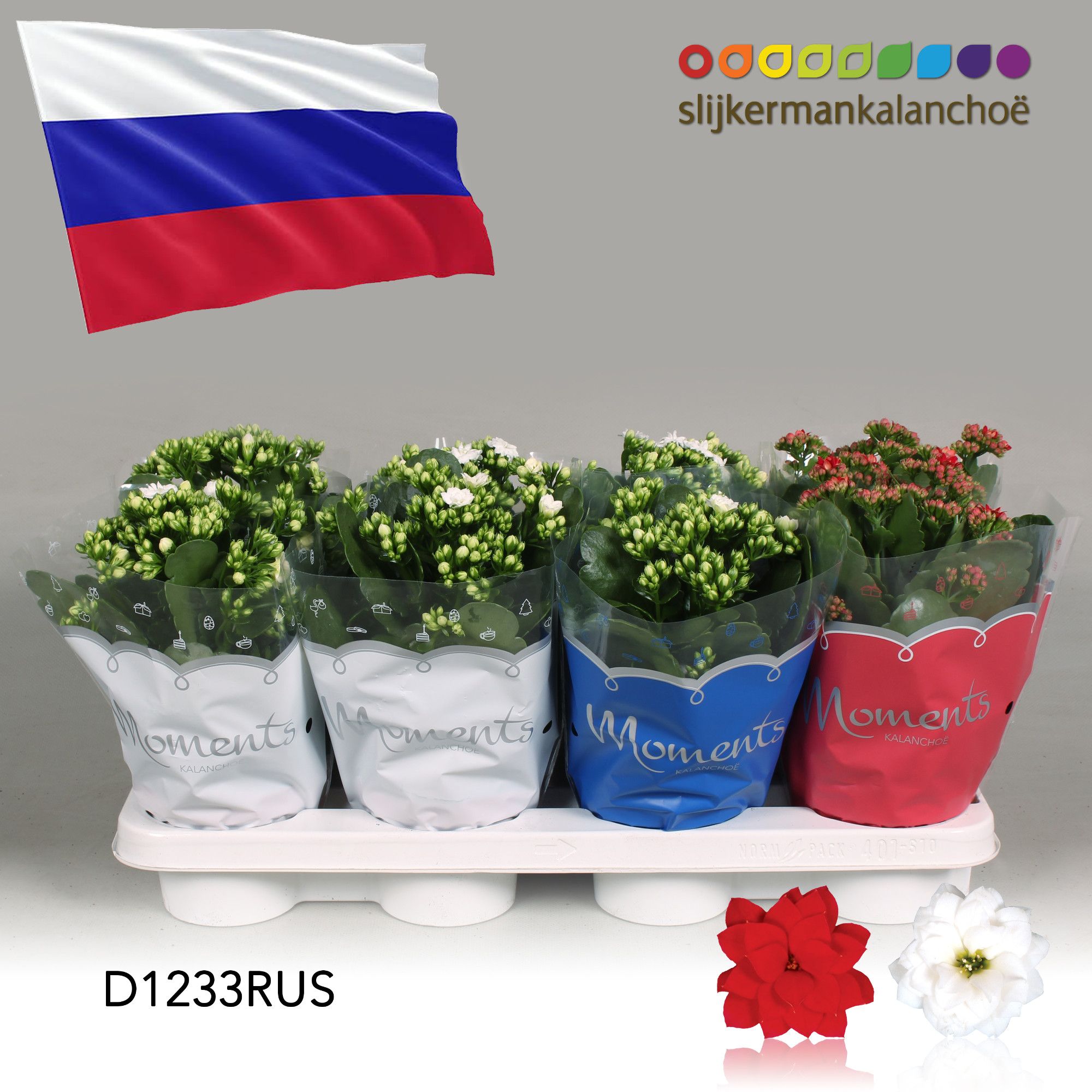 Kalanchoe Moments - Russia flag, D 12