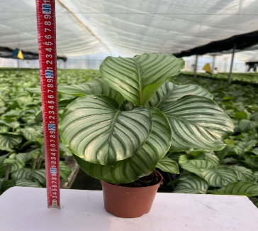 Калатея орбифолия 11 30 (предзаказ)