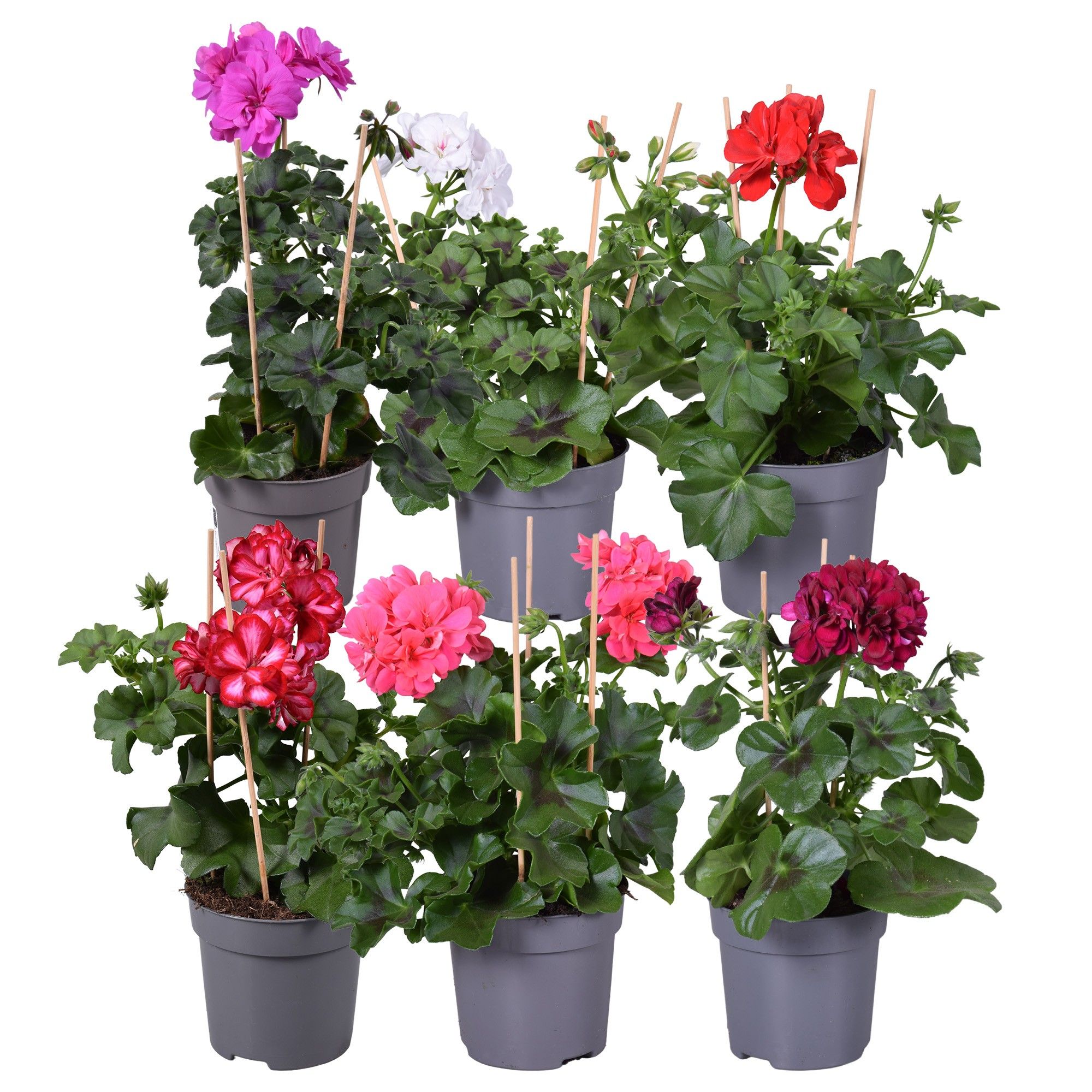 Pel. Peltatum mixkar, D 10,5