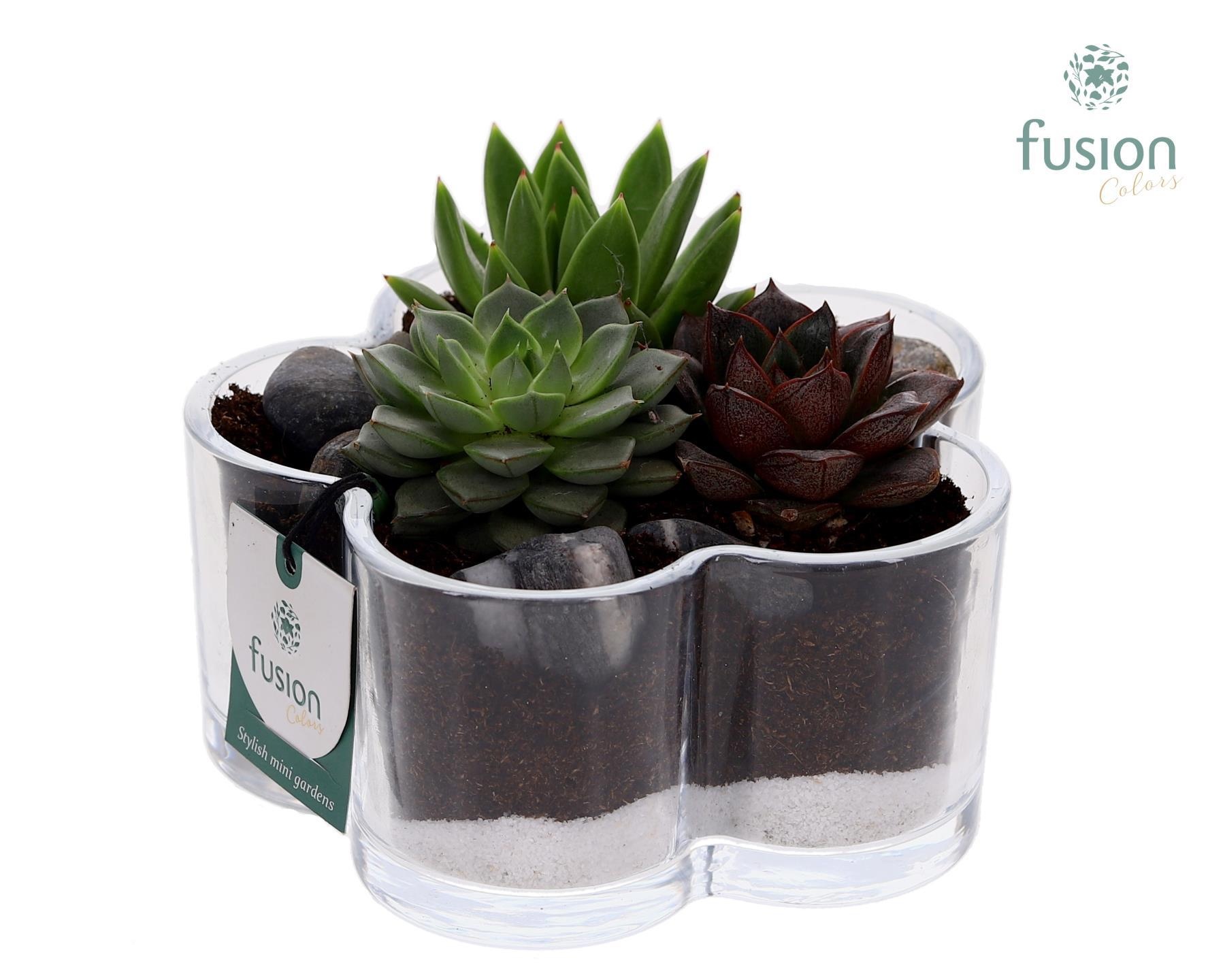 Glazen Bloemschaalmet Succulenten, D 18