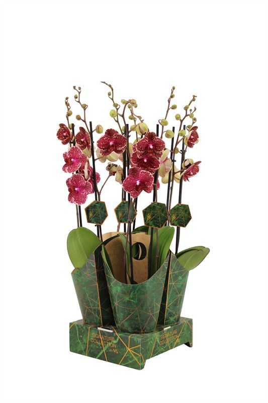 Potcover p12 golden nature Phal Signature Sesame 2T16+, D 12