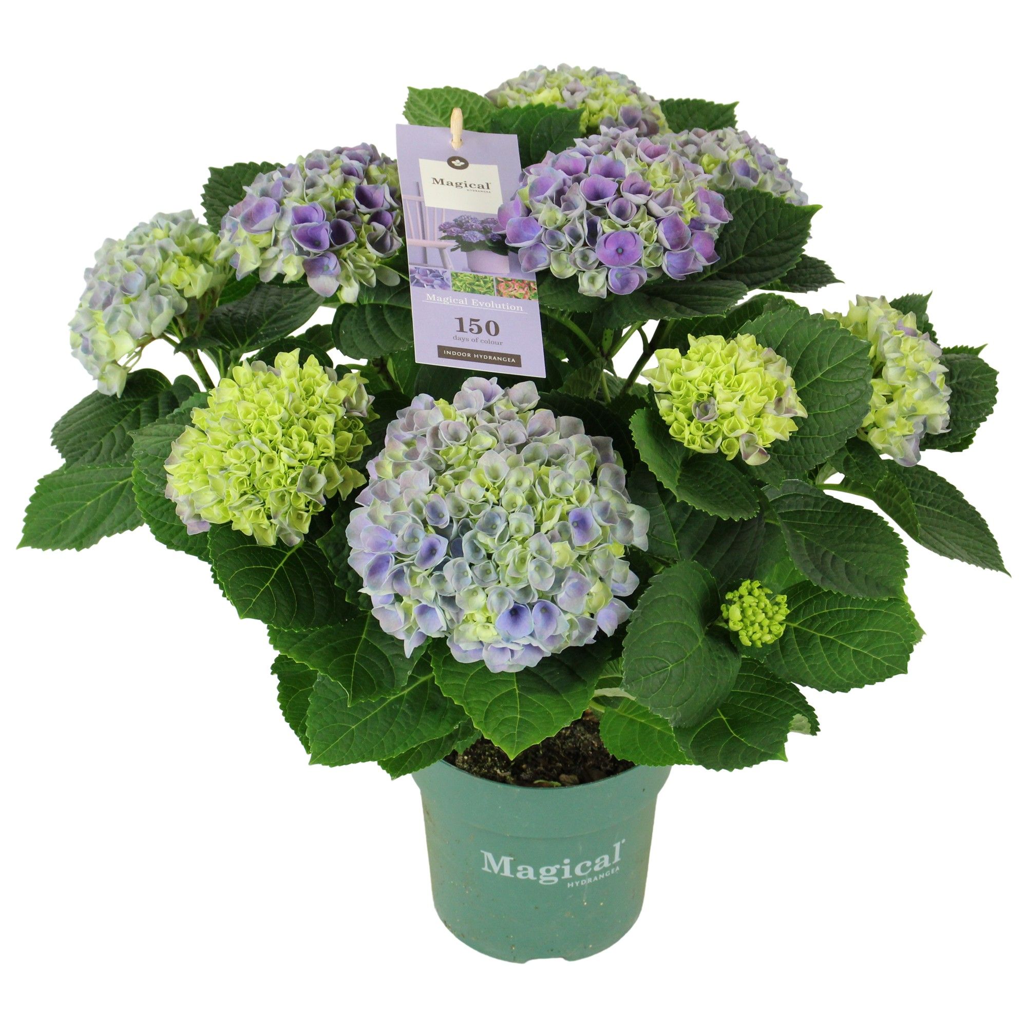 Hydrangea Magical Evolution ® blue 9/10 flowers, D 14