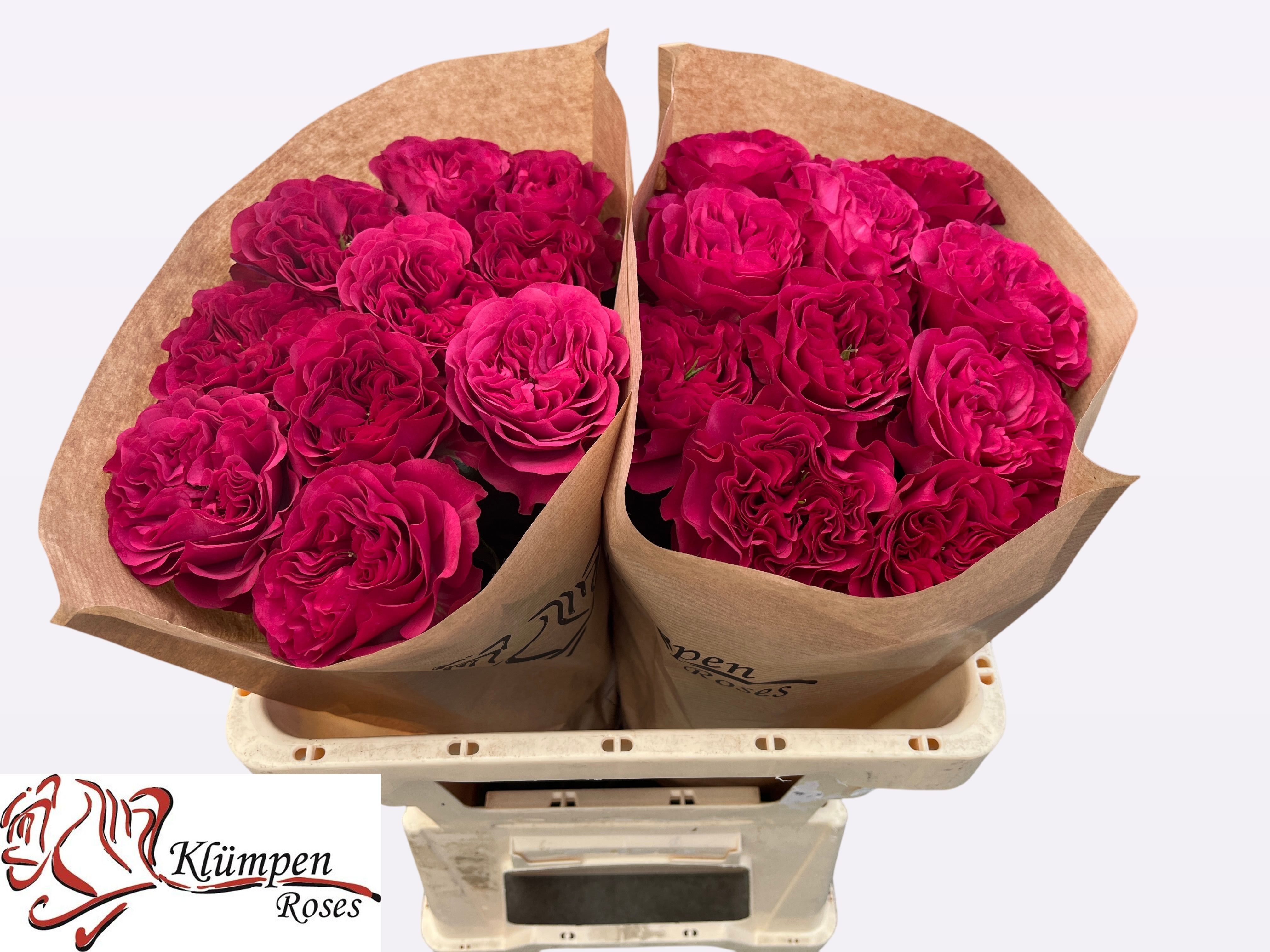 Роза од. Черри Вельвет 50, шт. Роза од. Черри Вельвет 50, шт.