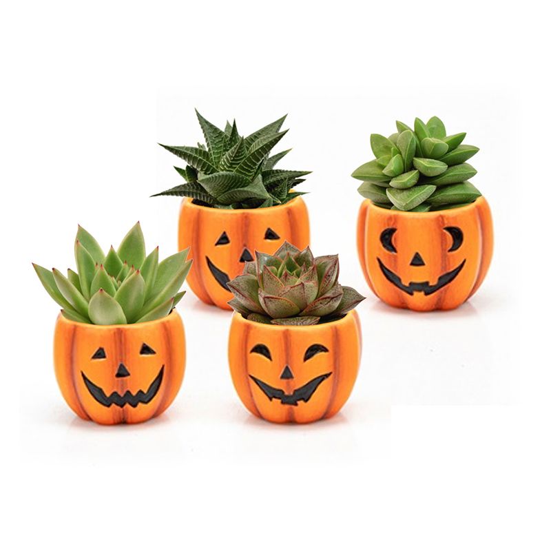 Succulent in Happy Jack ceramics, D 8