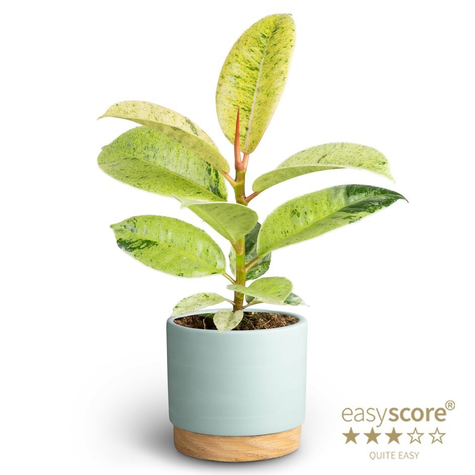 FICUS ELASTICA 40920585 WB Blue Shivereana, D 10