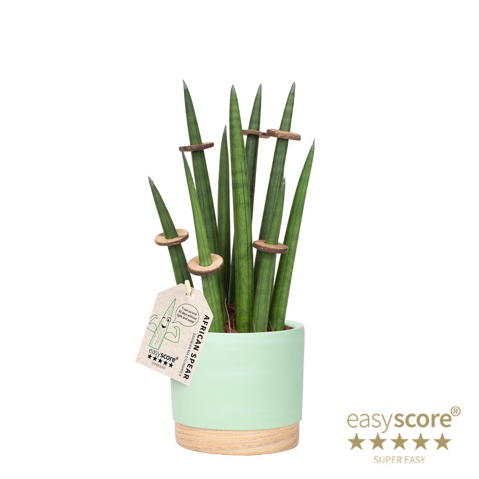 SANSEVIERIA CYLINDRICA 41131588 WB Matcha Rocket, D 12 cm