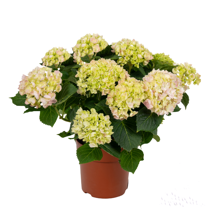 859 VDBE : P14 HYDRANGEA Pink 5-6 flowers, D 14