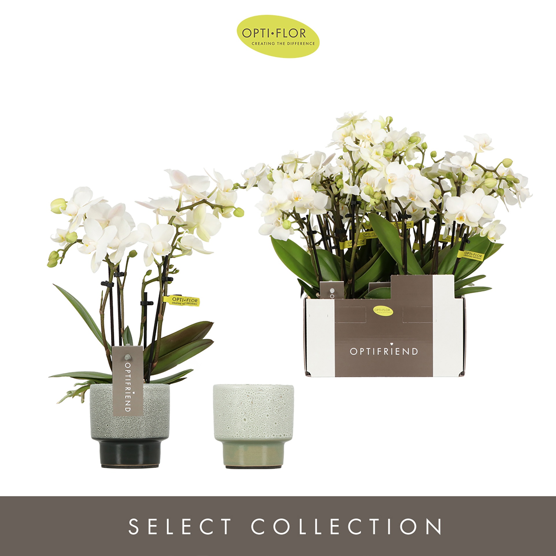 Optifriend White in 4 spike in Chianti Mix, D 7 cm