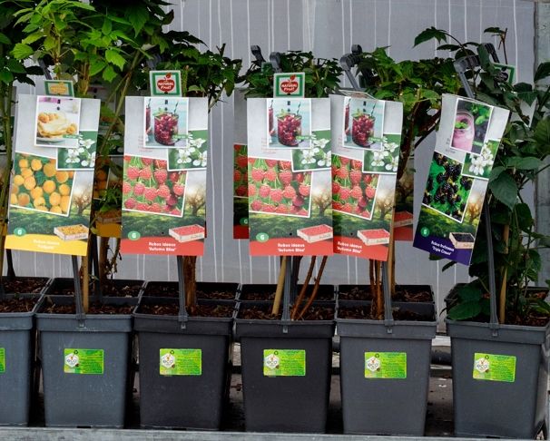 Mix VP5 - Rubus frut./idaeus Mix 5 liter braam / framboos (CC of laag), D 18