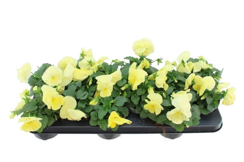 Viola witt. Delta Pure Primrose, D 11