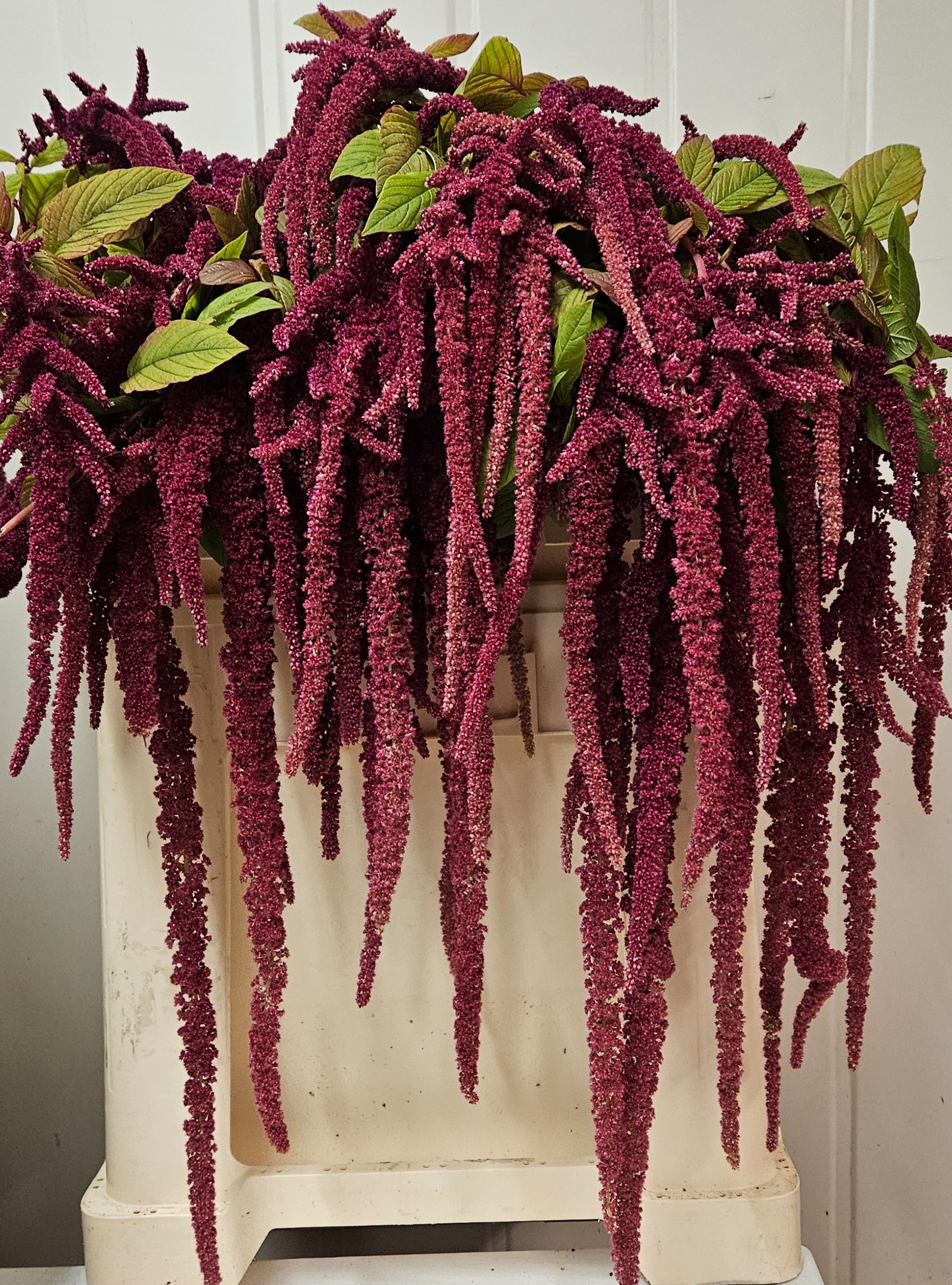 Амарантус Рэд Корд 65, шт. Амарантус Рэд Корд 65, шт.