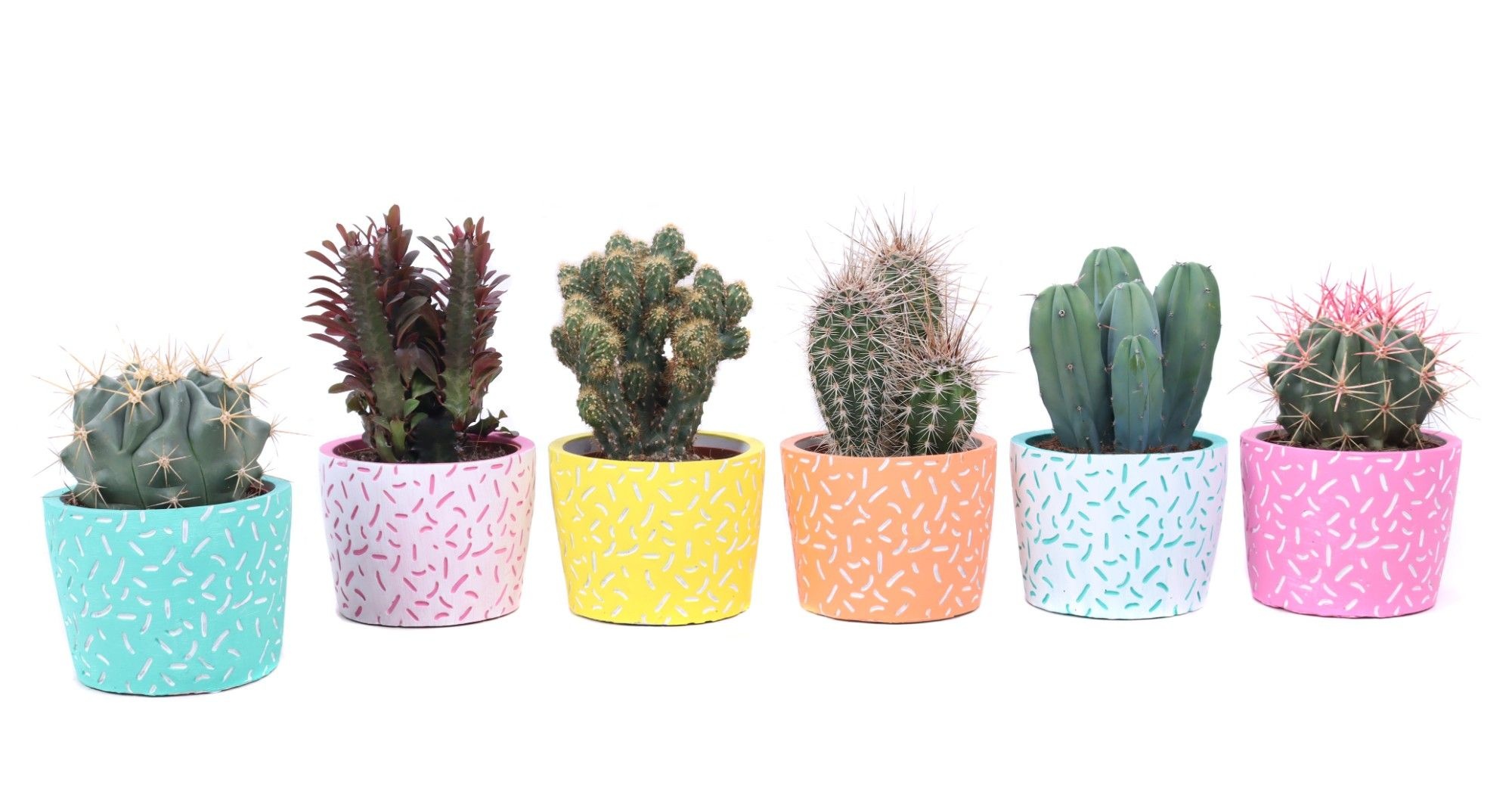 Cactus mix 10,5 cm in Merida sierpot, D 12 cm