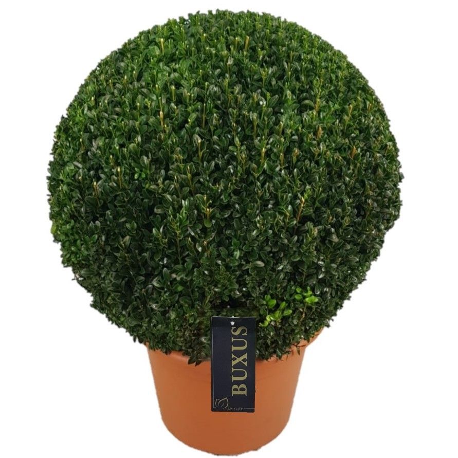 Buxus sempervirens Bol  p33 (t) 50-55 ©, D 33