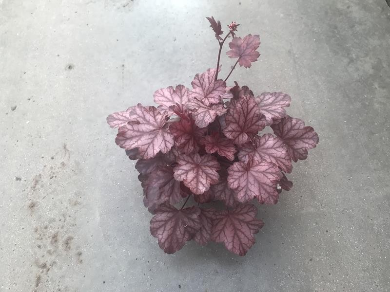 HEUCHERA-HYBRID 'FIRE CHIEF', D 12 cm