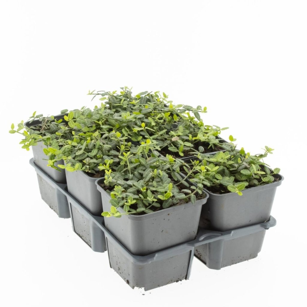 Euonymus fort. 'Minimus', D 9