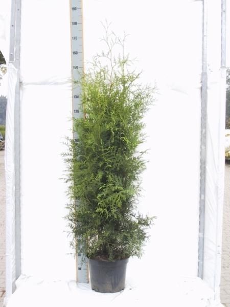 Thuja occidentalis 'Brabant', D 29