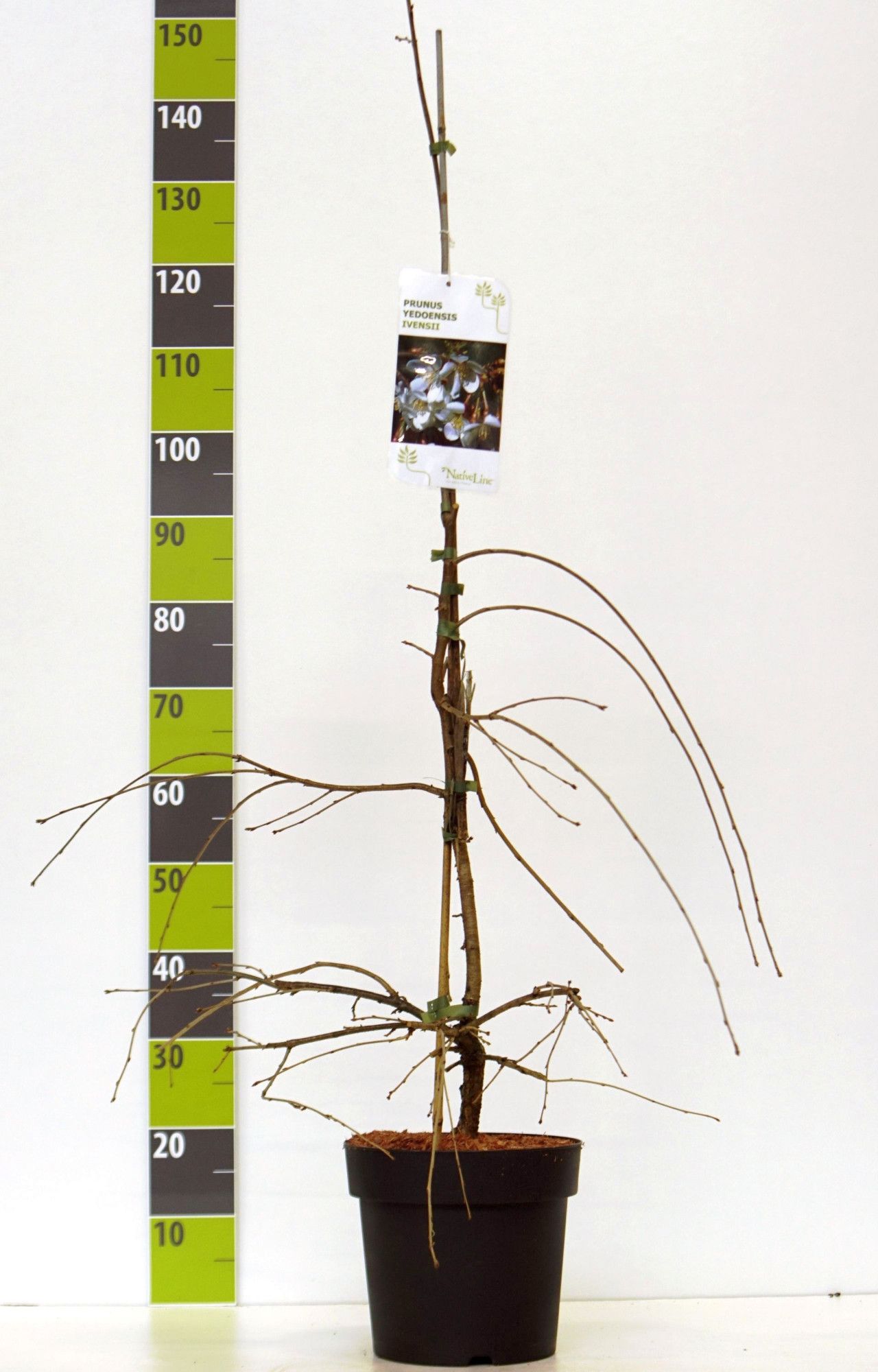 Prunus yedoensis 'Ivensii' C 7, D 27