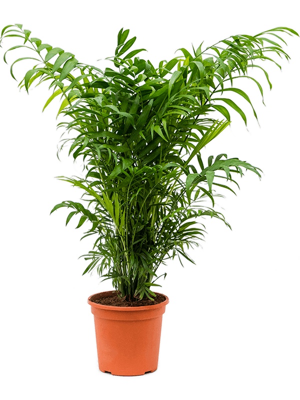 Chamaedorea elegans, D 18