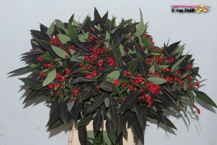 Эуфорбия куст. Каттлерс Самтрот 70, шт.